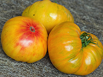 patty's striped beefsteak heirloom tomato